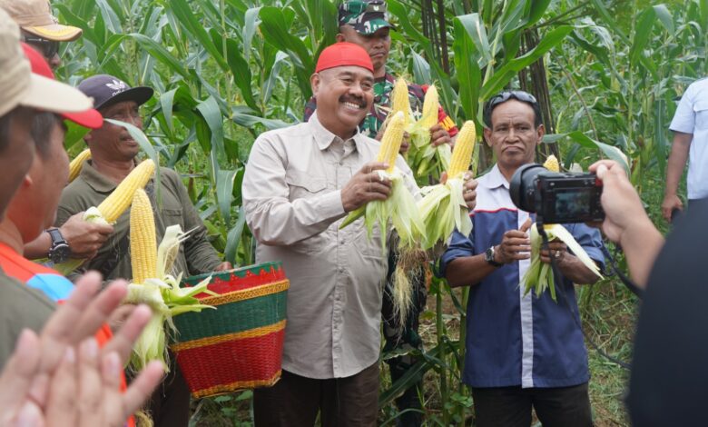 Bupati Kutai Kartanegara, Edi Damansyah, Ikut panen Jagung bersama para petani di Kelurahan Maluhu, Kecamatan Tenggarong.
