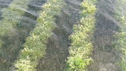 Rumput laut Gracilaria.